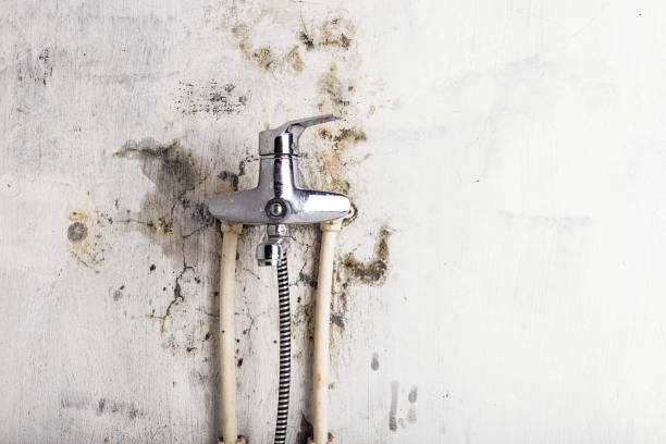 Best Office Mold Removal Services  in Forest, MS