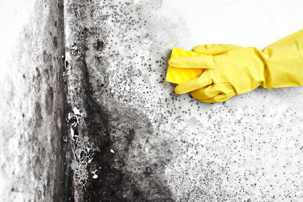 Best Same-Day Mold Removal  in Forest, MS