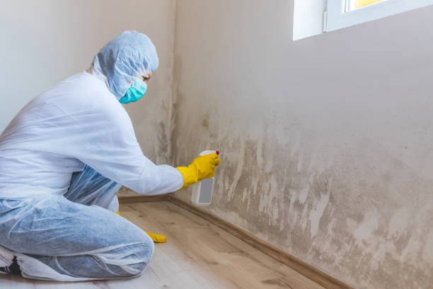 Professional Mold Removal in Forest, MS