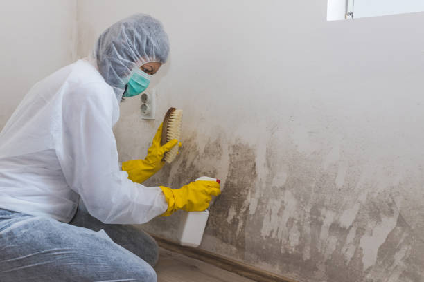 Best Black Mold Removal  in Forest, MS