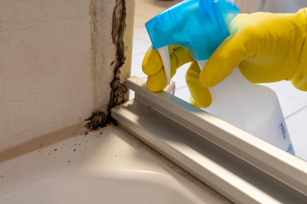 Best Mold Removal Near Me  in Forest, MS