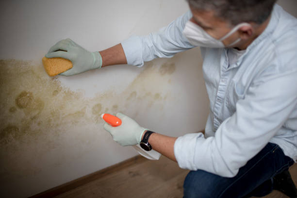 Best Local Mold Removal Service  in Forest, MS
