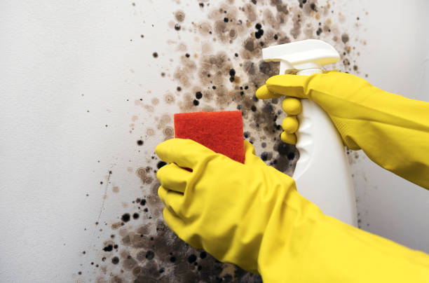 Best Mold Remediation  in Forest, MS