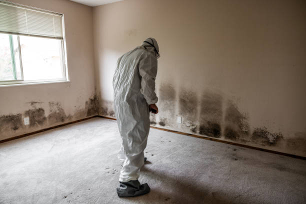 Best Affordable Mold Removal  in Forest, MS