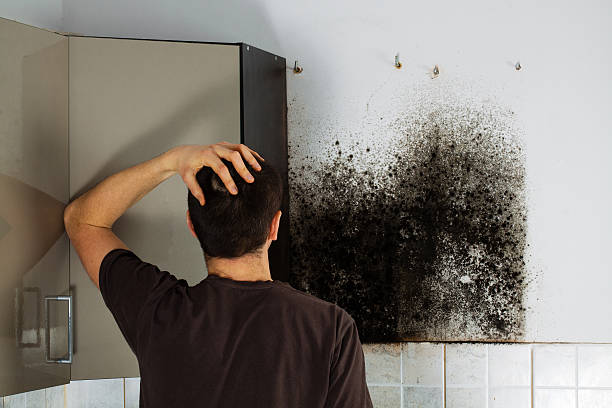Best Professional Mold Removal  in Forest, MS