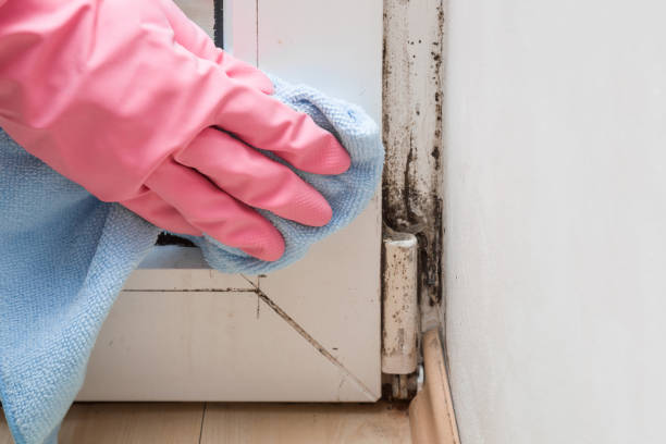 Best Mold Removal Specialists  in Forest, MS