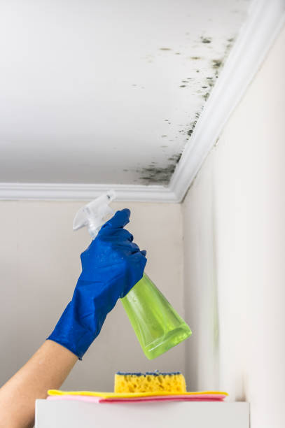 Home Mold Removal in Forest, MS